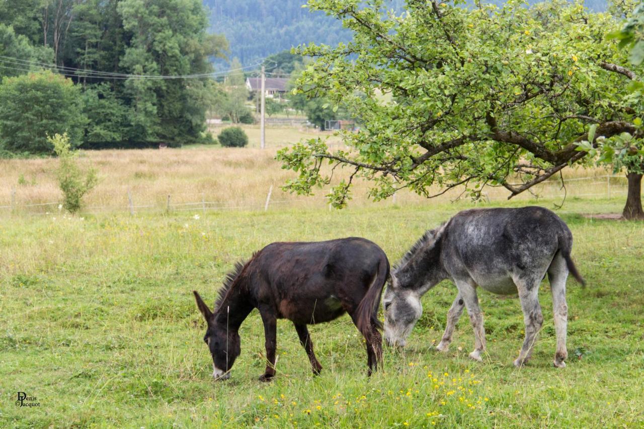 Roulotte Le Temps De Rever Bed and Breakfast Saint-Michel-sur-Meurthe Exterior foto